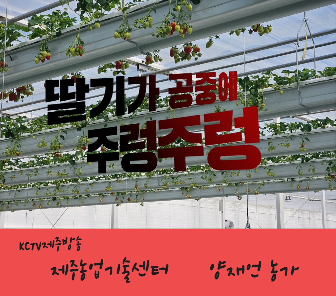 딸기가 공중에 주렁주렁…생산량 증가