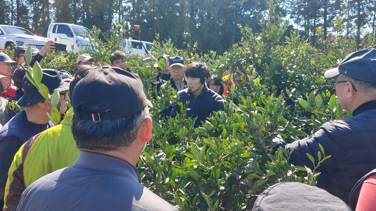 2026년 노지감귤 정지전정 교육(위미농협) 