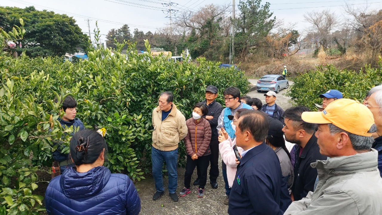 2026년 노지감귤 정지 전정교육(중문농협) 