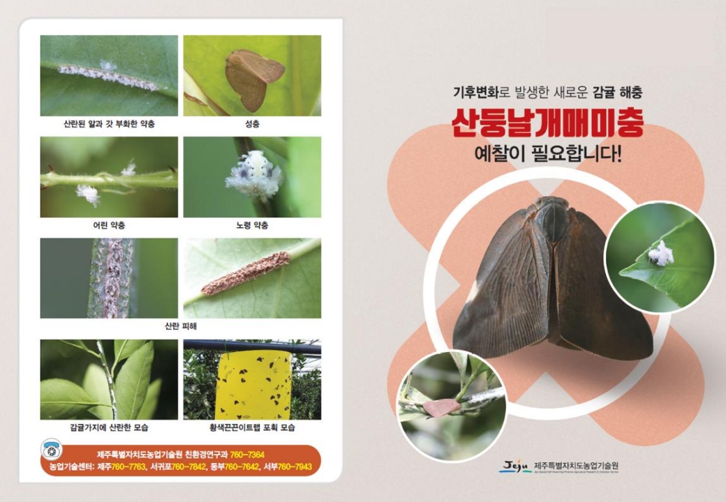 도내 친환경 감귤원 ‘산둥날개매미충’분포지역 확대