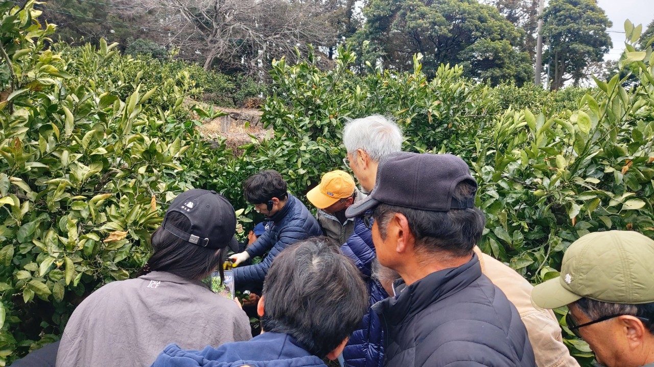 2026년 노지감귤 정지 전정교육(중문농협) 