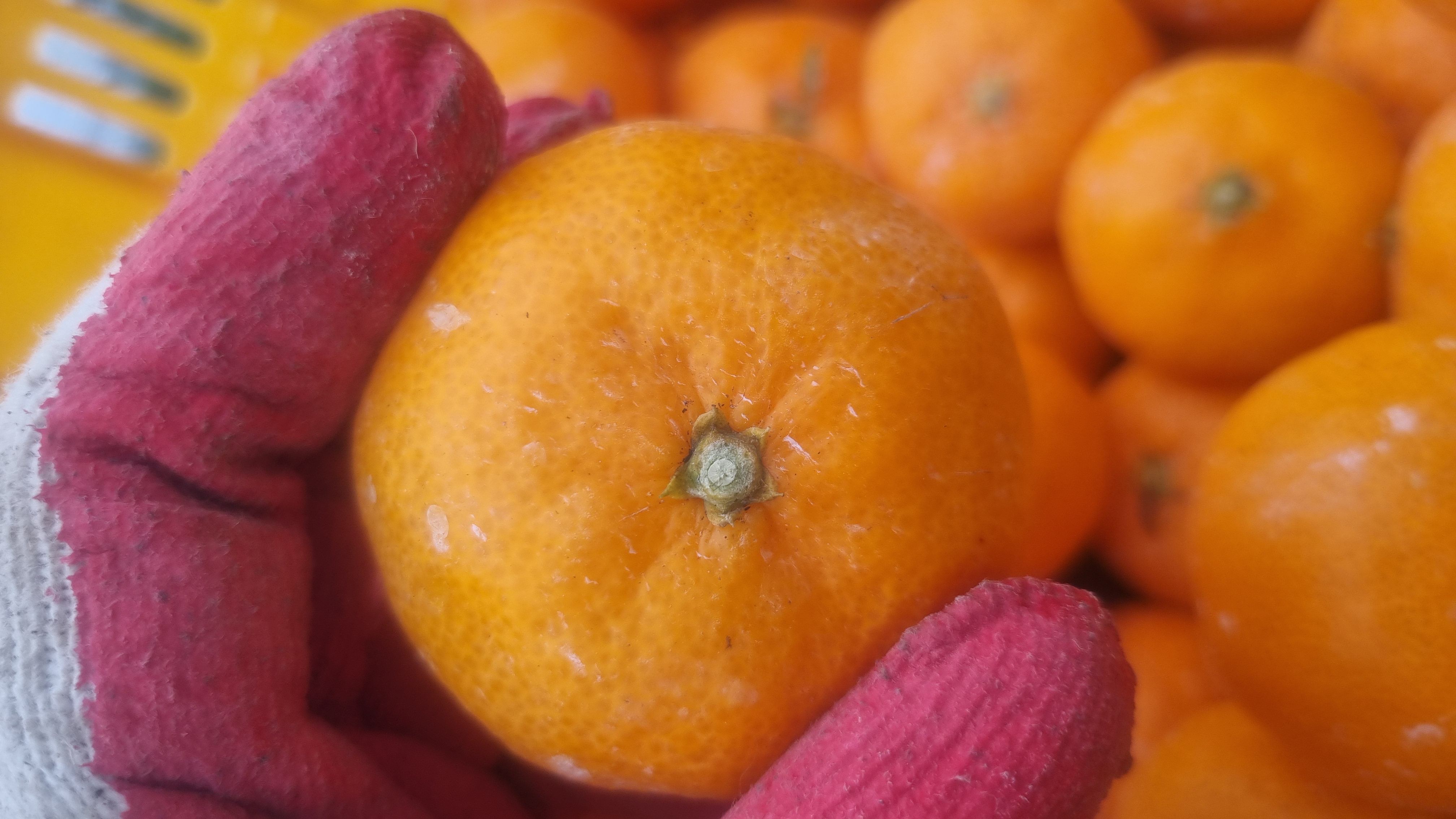 귤상태확인부탁드려요