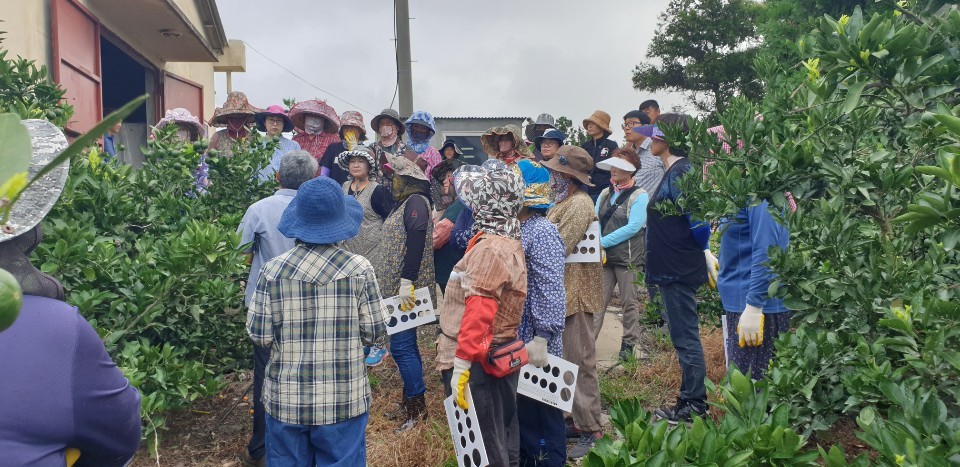 대정읍 농업인단체 감귤 열매솎기 봉사활동(8월11일)