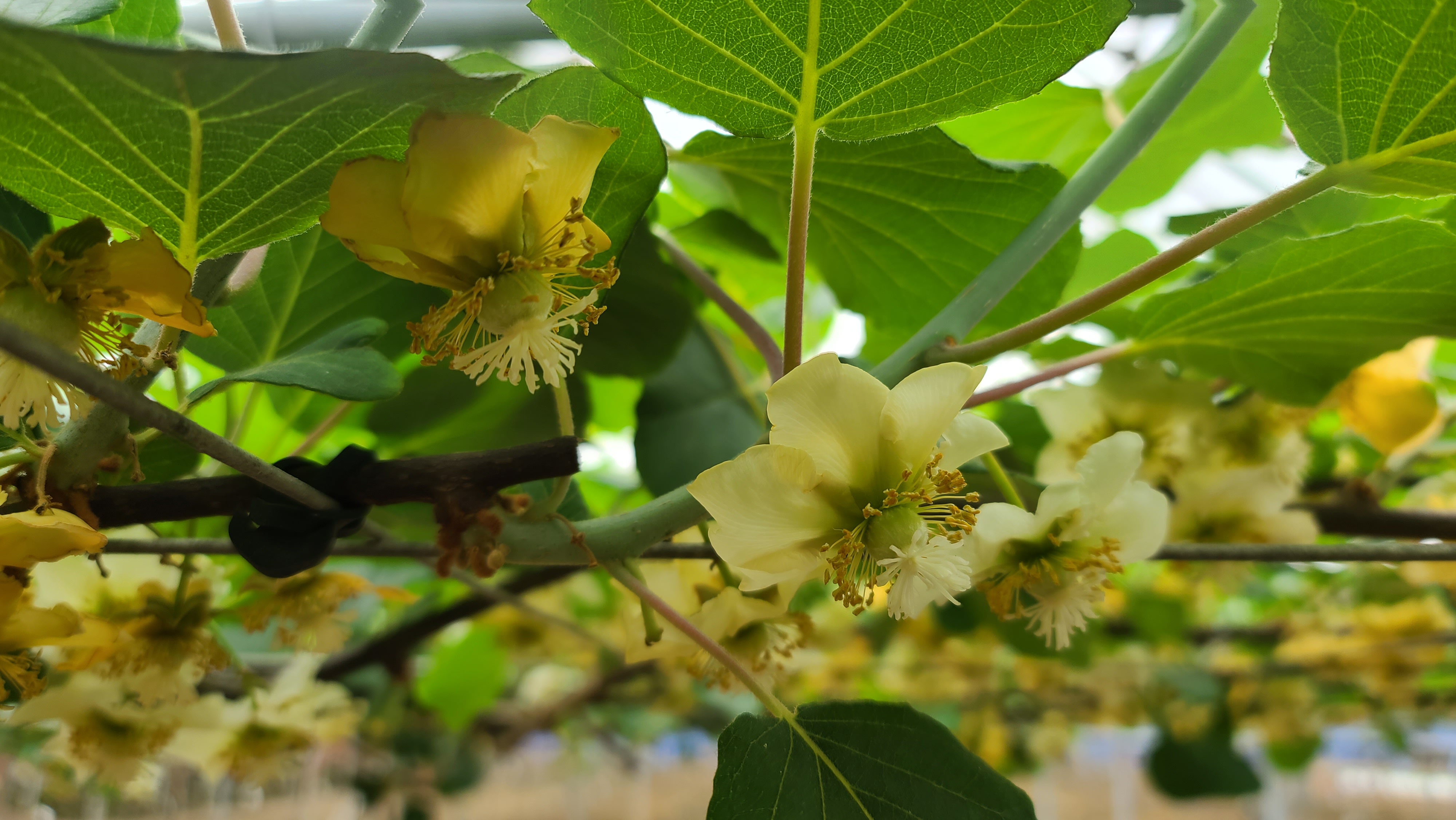 키위 인공수분 성공률 높인다…꽃가루 발아율 검사 지원