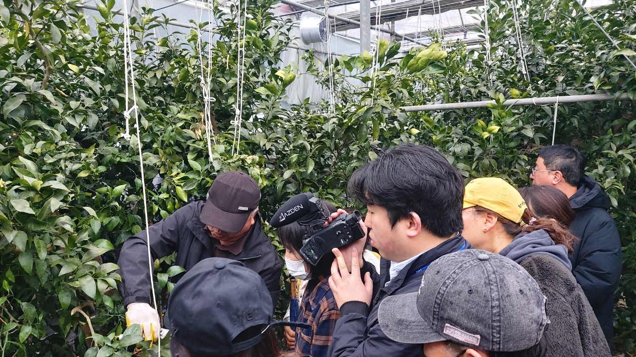 2026년 만감류 정지전정교육(남원농협)