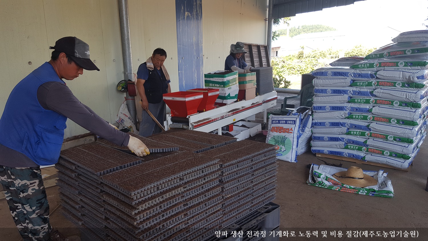 [보도자료] 양파 생산 전과정 기계화로 노동력 및 비용 절감