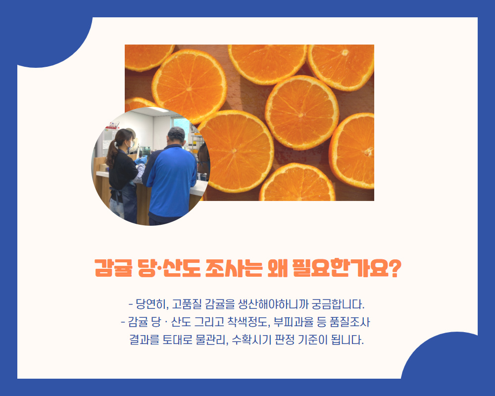 우리 감귤, 품질은 어떤가요? 당·산도가 궁금하다면?