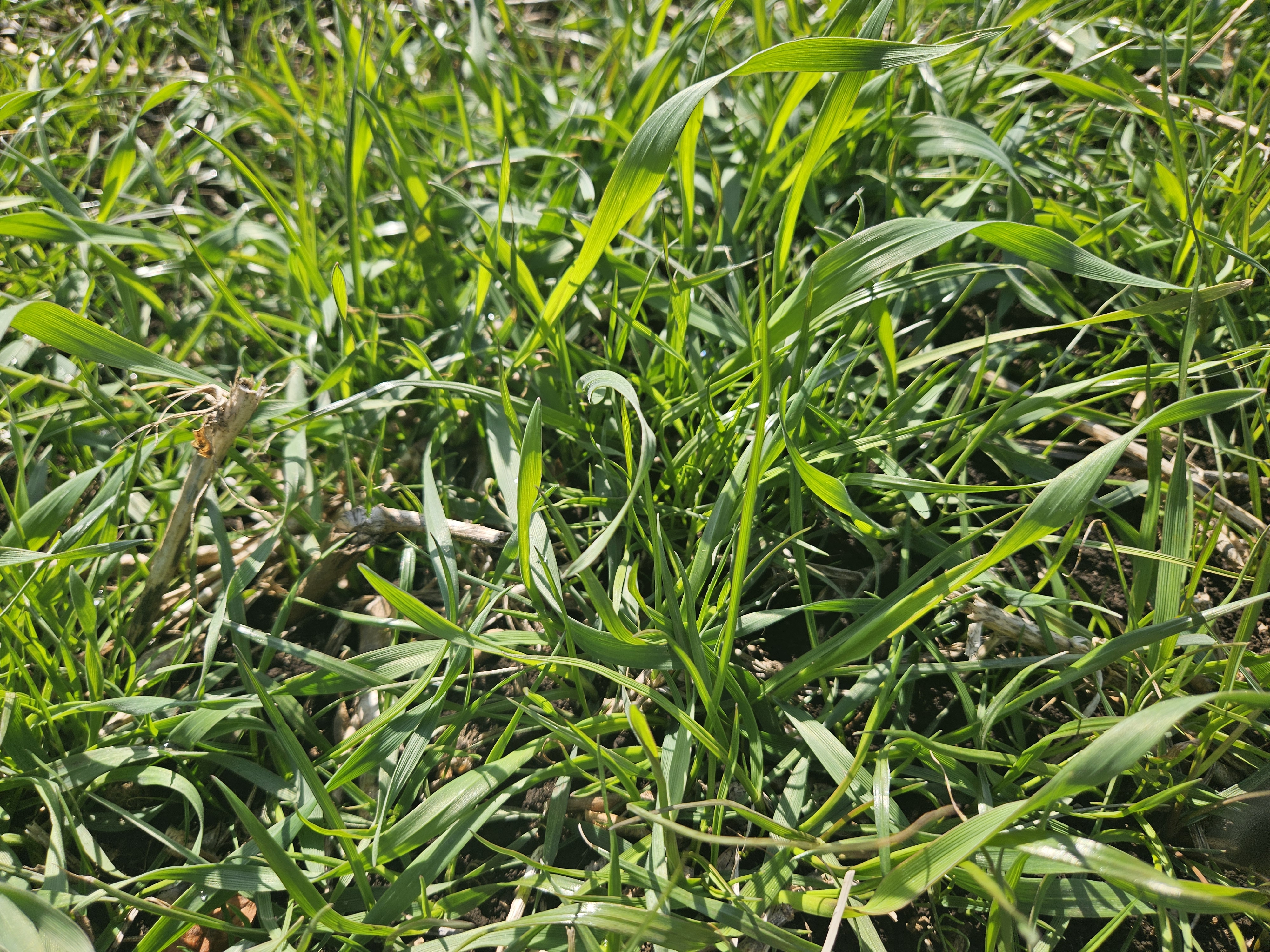 트리티케일 실증...제주 축산 사료 대안 모색