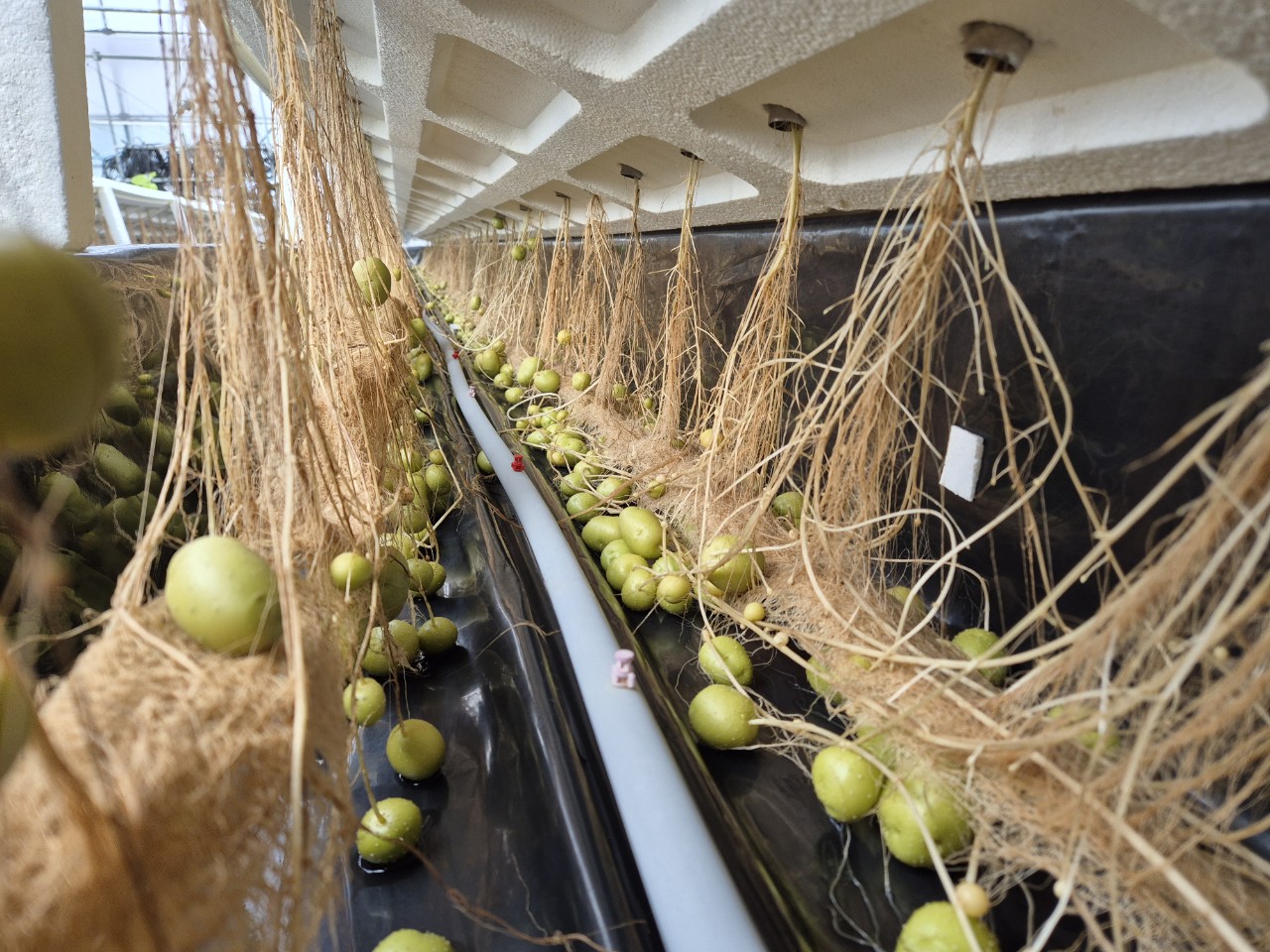 봄 재배용 수경재배 씨감자 8.1톤 공급 완료