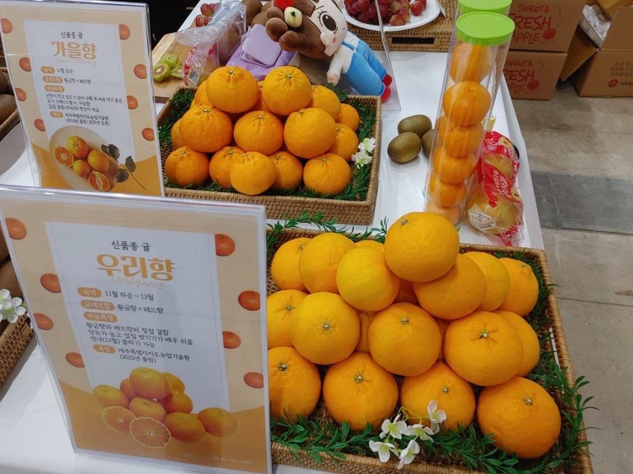 제주도 육성 만감류, 가격 우위 바탕 시장 안착 가속