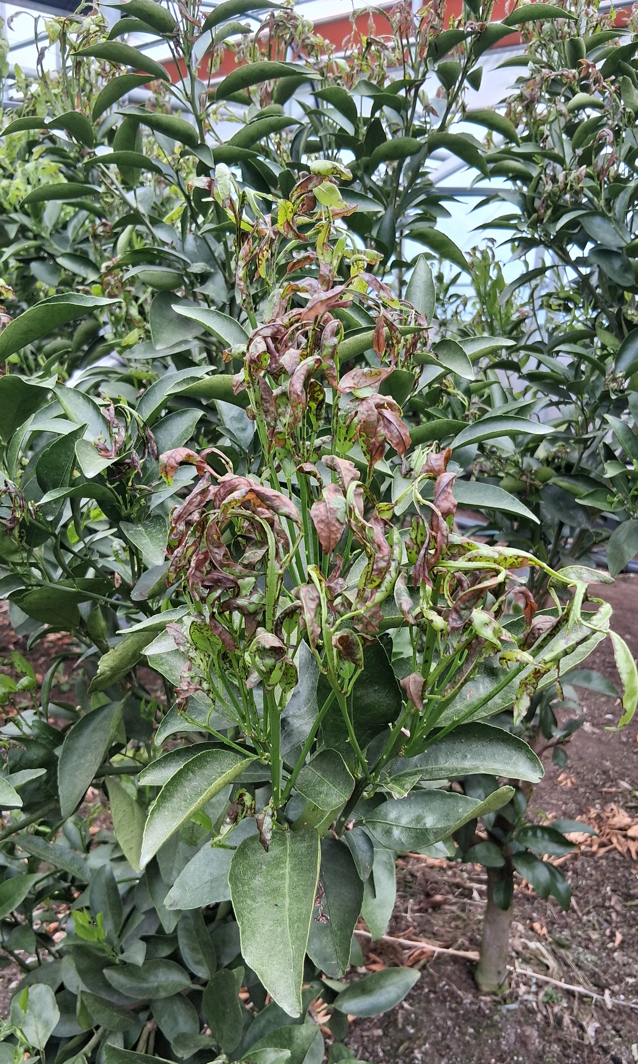 병충해 방제후  이상중상