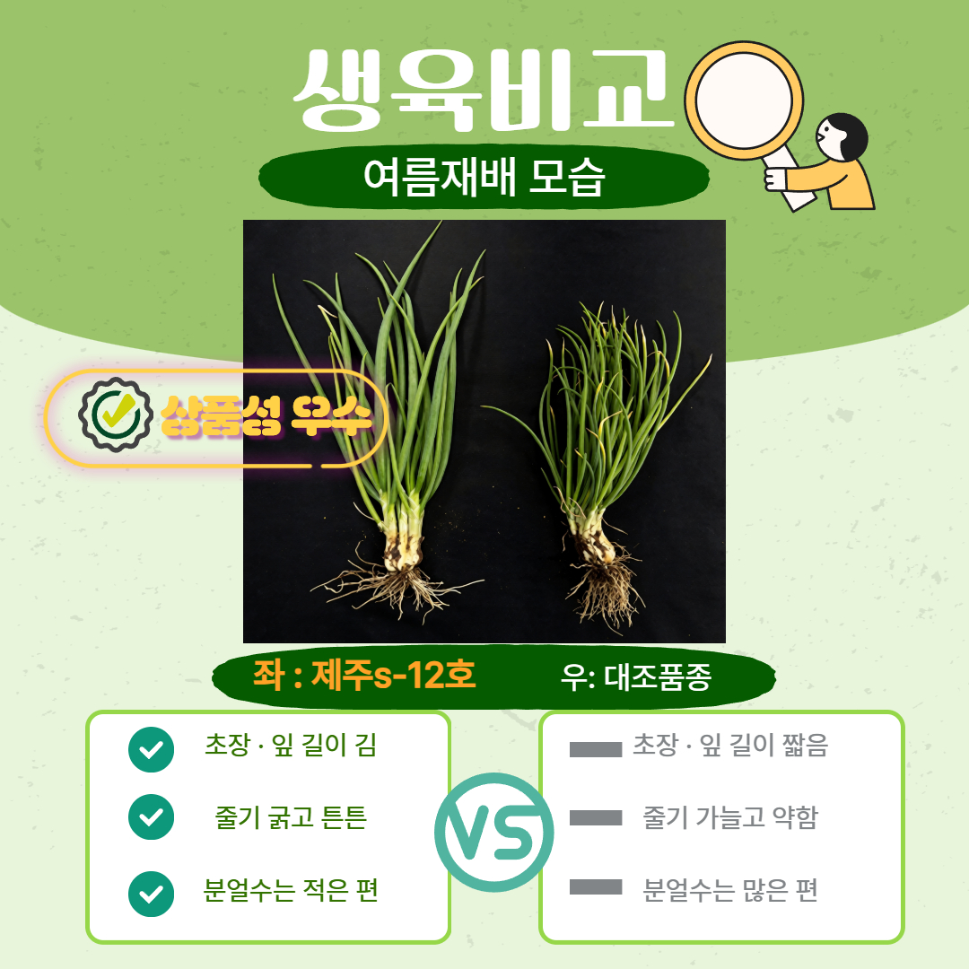 여름에도 강한 쪽파, '제주S-12호'를 소개합니다