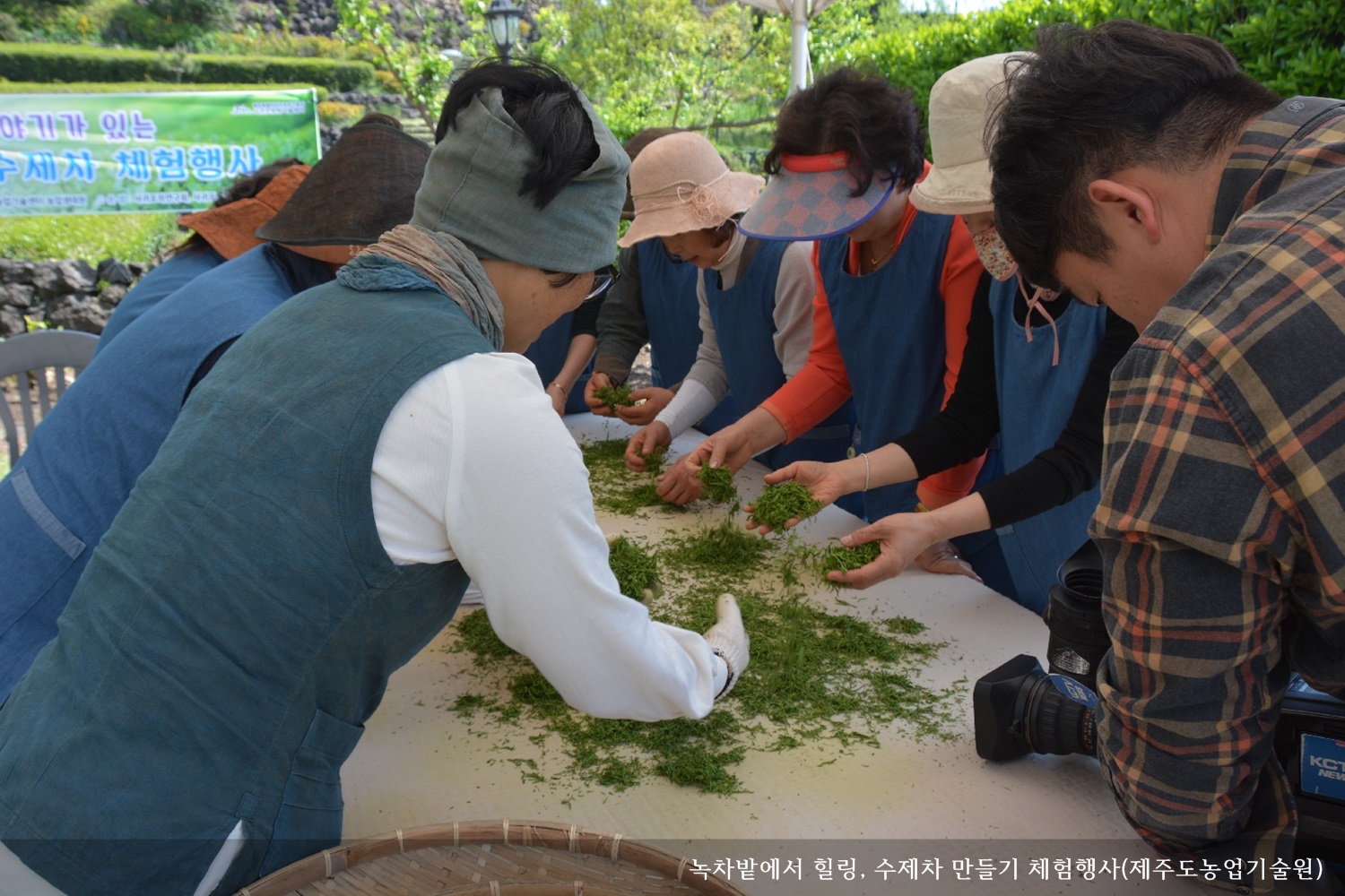 [보도자료] 녹차밭에서 힐링, 수제차 만들기 체험행사