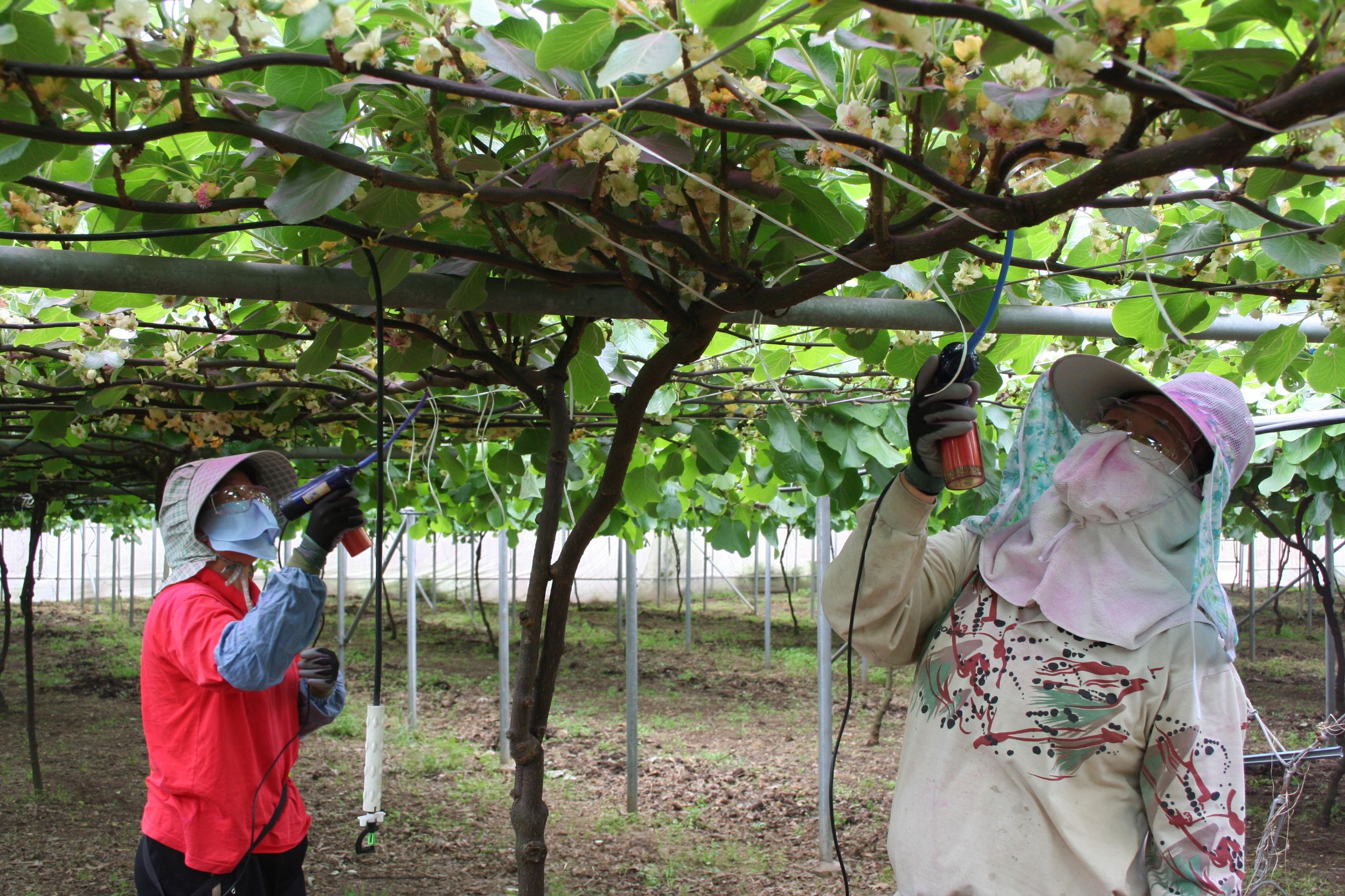 키위 인공수분 성공률 높인다…꽃가루 발아율 검사 지원