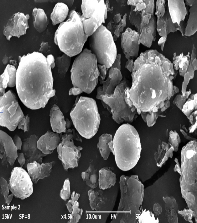 제주 메밀 활용도 높인다…증숙 공정 활용 분말 제조기술 개발
