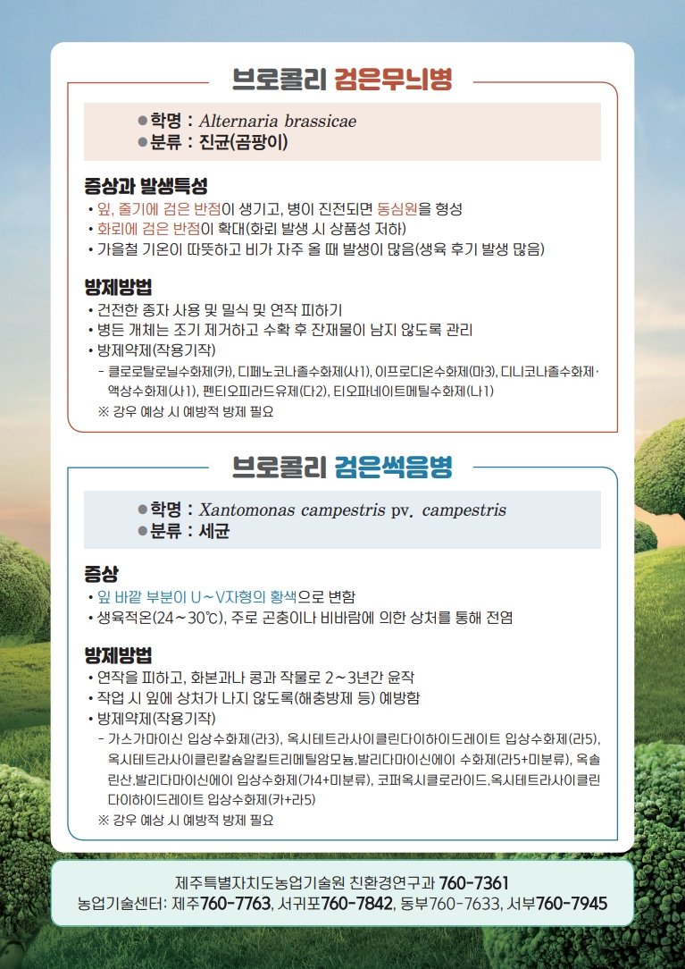 브로콜리 병해 확산 우려…적극 방제 당부