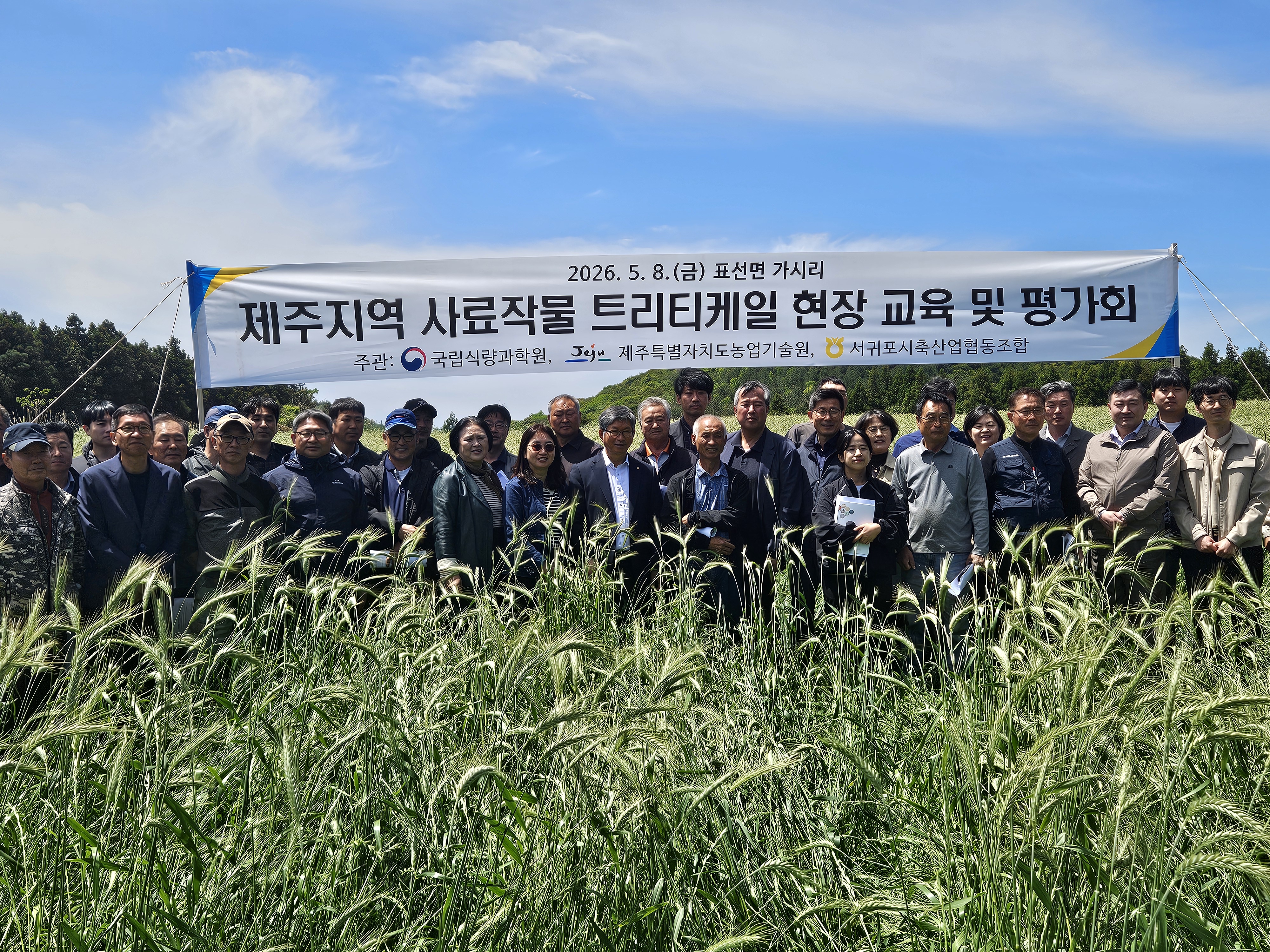 사료작물‘트리티케일’…제주 축산 사료 대안 가능성 확인