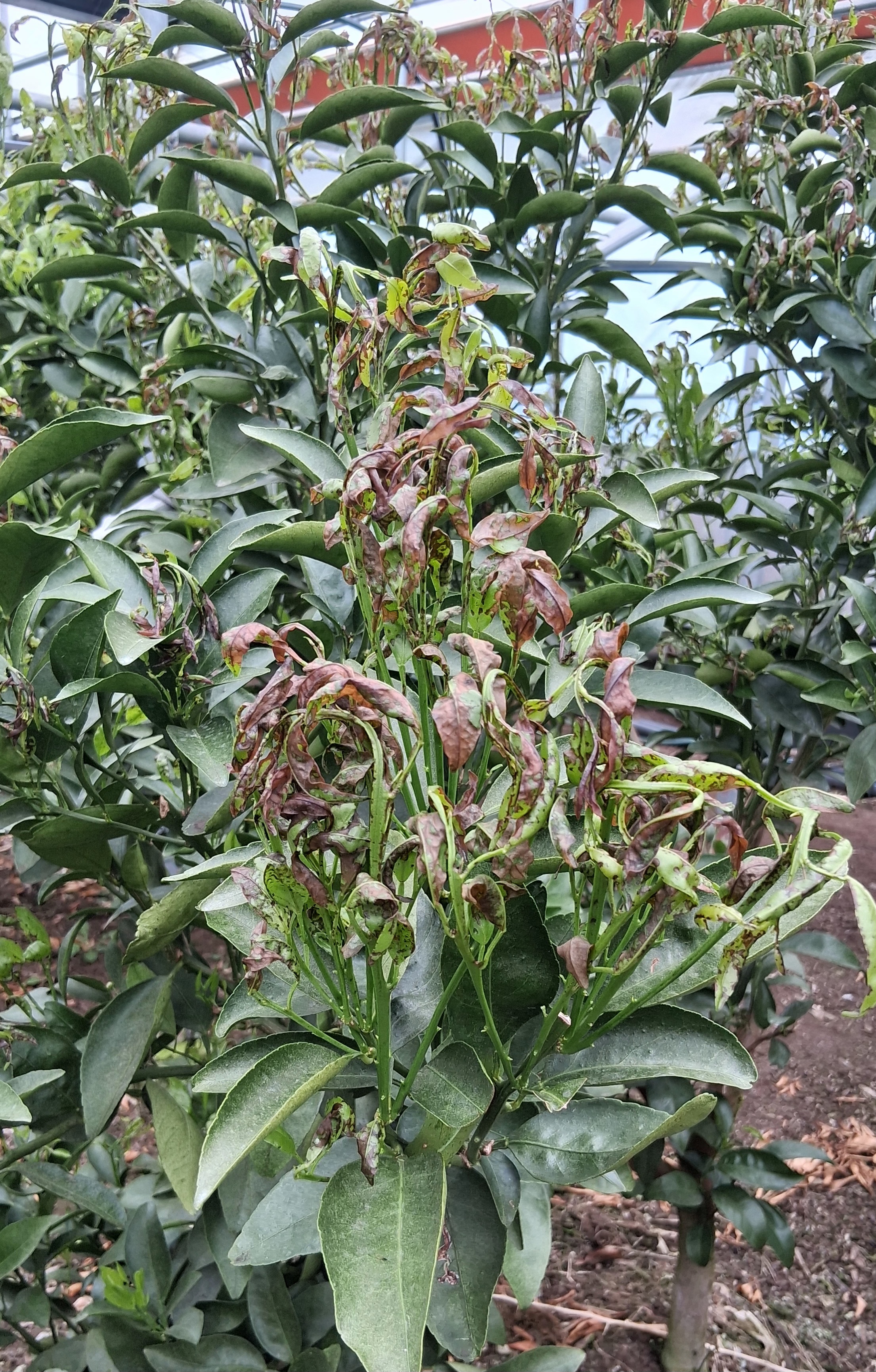 병충해 방제후  이상중상