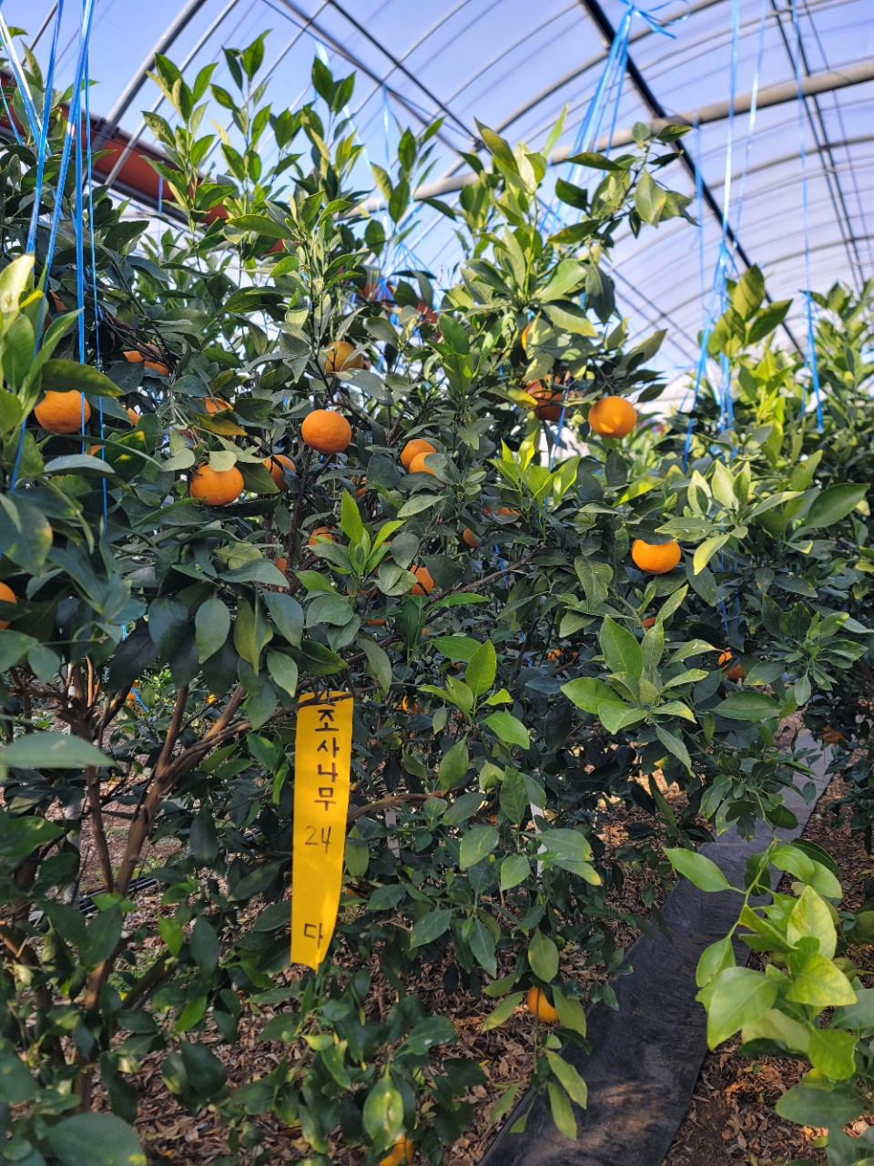 환경·생육 데이터로‘감평’키운다…상관관계 정립 나서