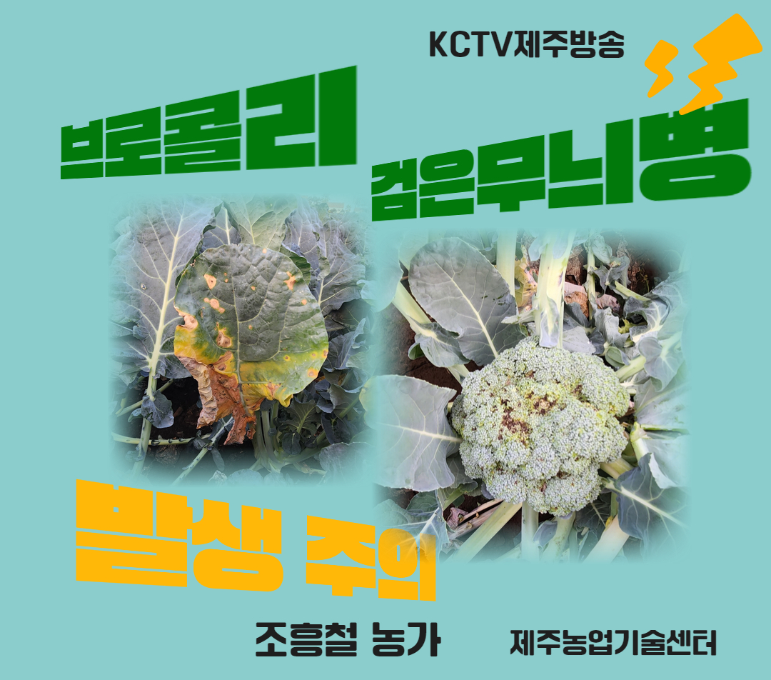 브로콜리 '검은무늬병' 발생 주의