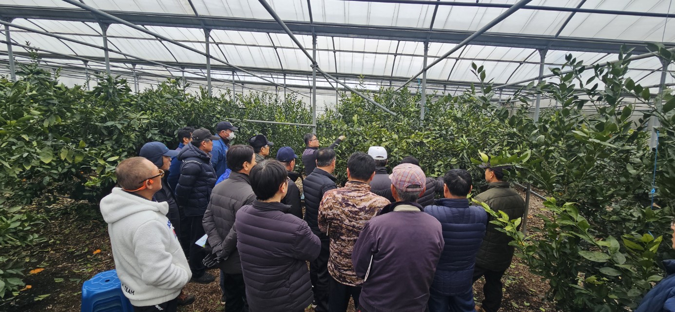 2026년 감귤류 정지. 전정 기술교육 추진-6회차