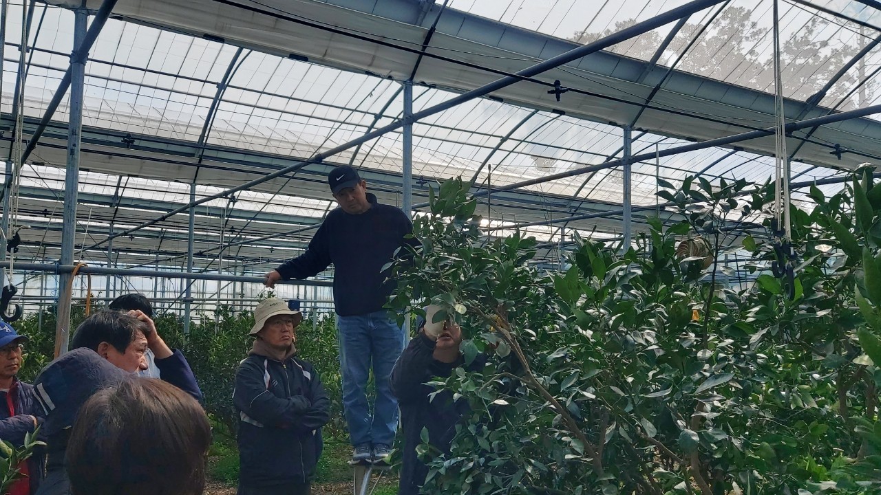 2026년 만감류 정지전정교육(효돈농협) 