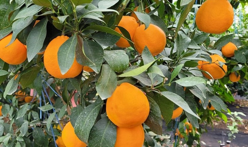 제주 육성 고품질 만감류, 현장에서 직접 확인하세요