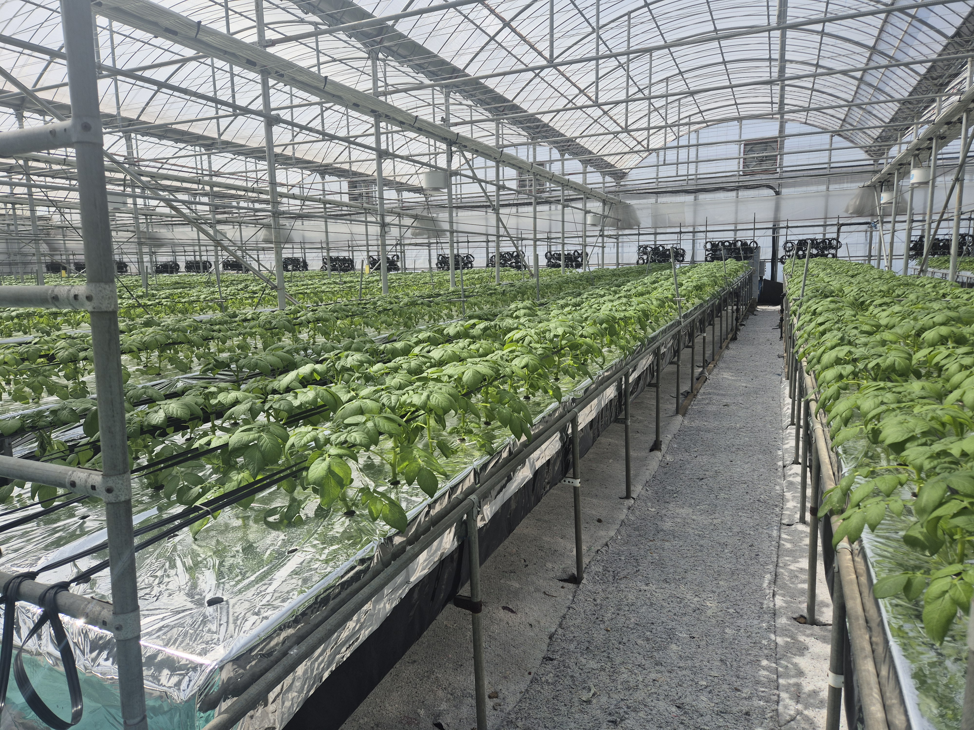 데이터로 키운다…스마트 씨감자 생산체계 전환 시동