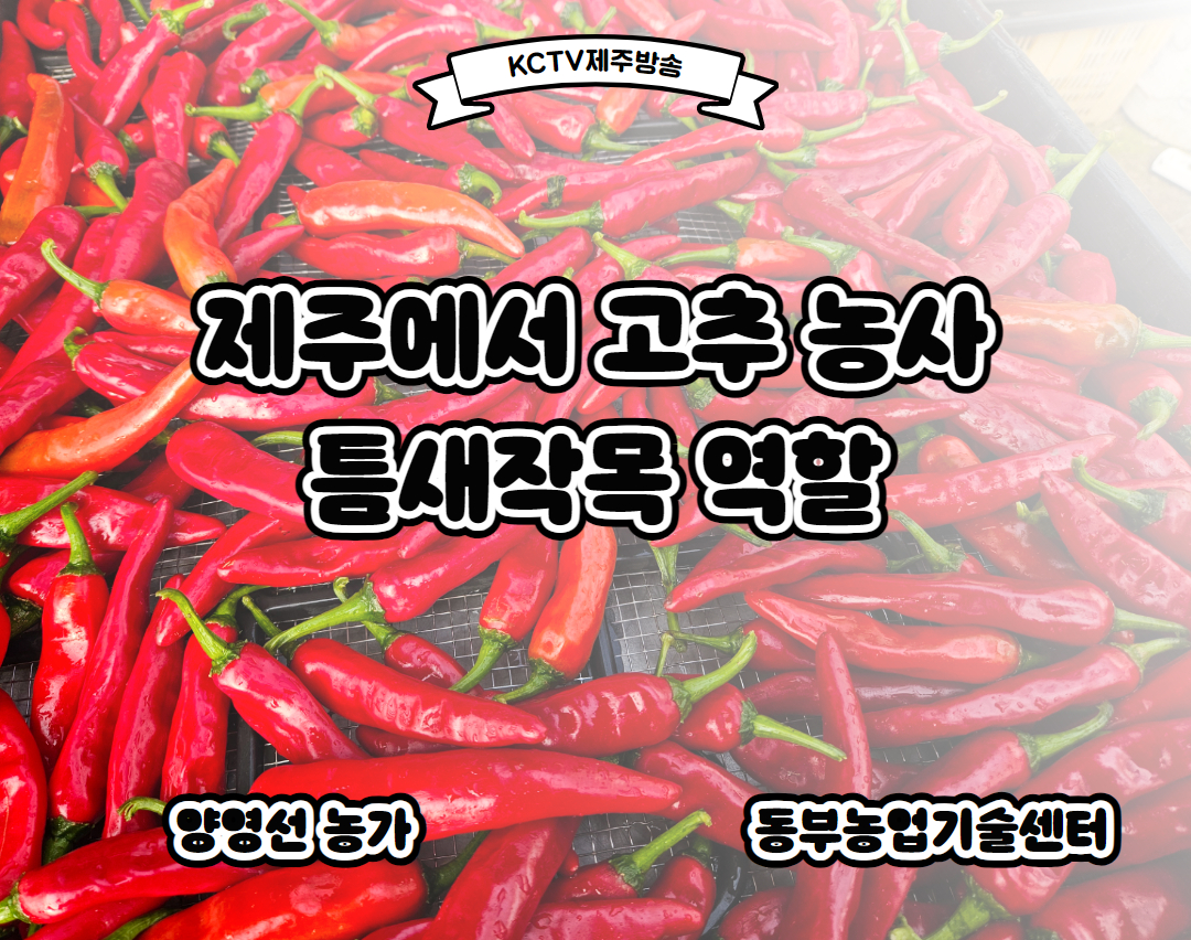 제주에서 고추 농사 … 틈새작목 역할