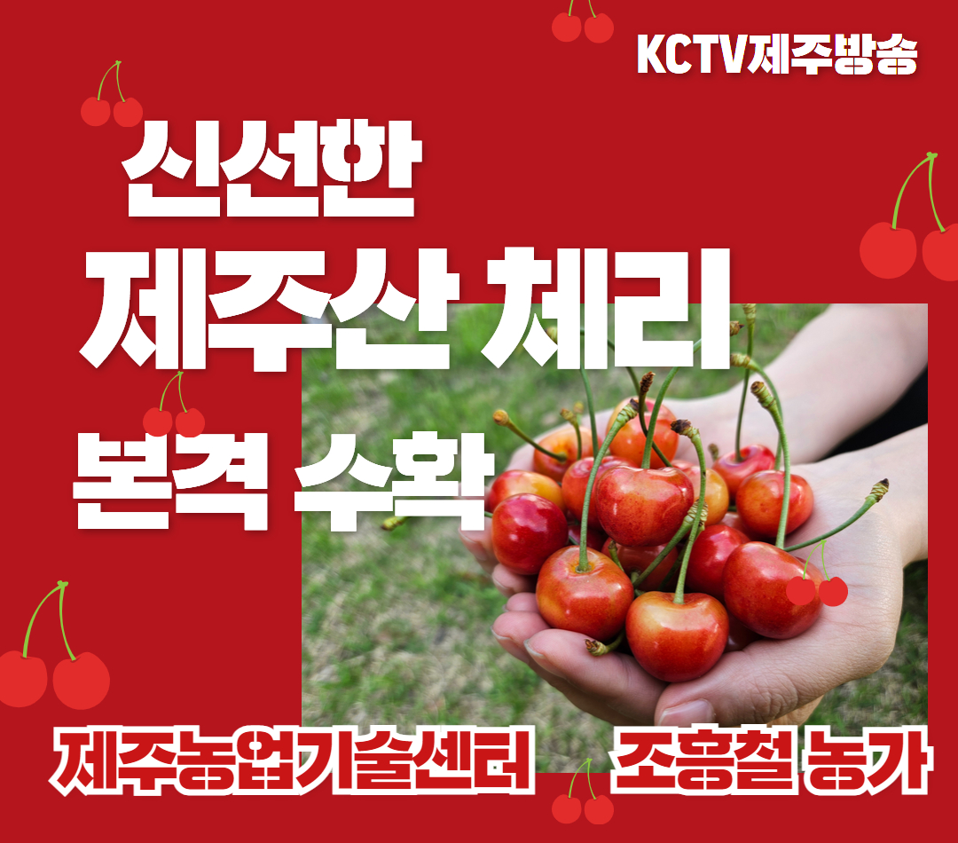 신선한 '제주산 체리' 본격 수확
