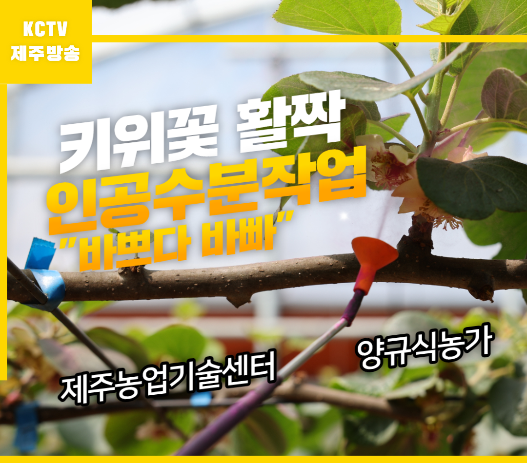키위꽃 활짝… 인공수분 작업 "바쁘다 바빠"
