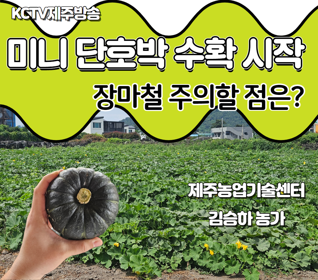미니 단호박 수확 시작…장마철 주의할 점은?