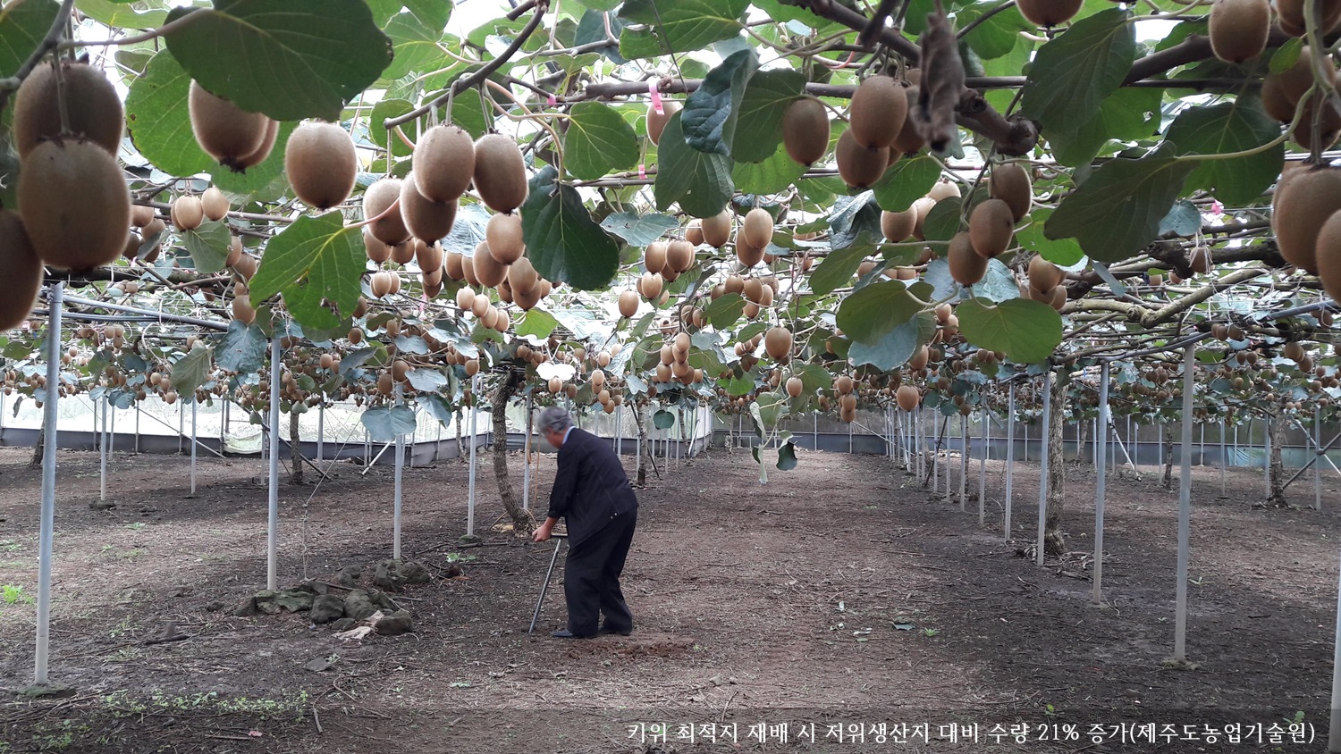 [보도자료] 키위 최적지 재배 시 저위생산지 대비 수량 21% 증가