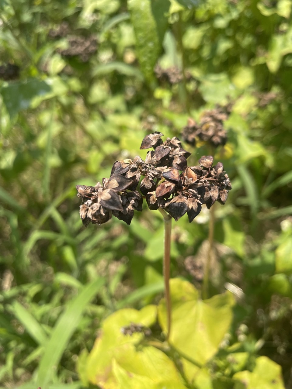 제주 메밀 활용 탁주 개발…양조 기술 고도화 추진