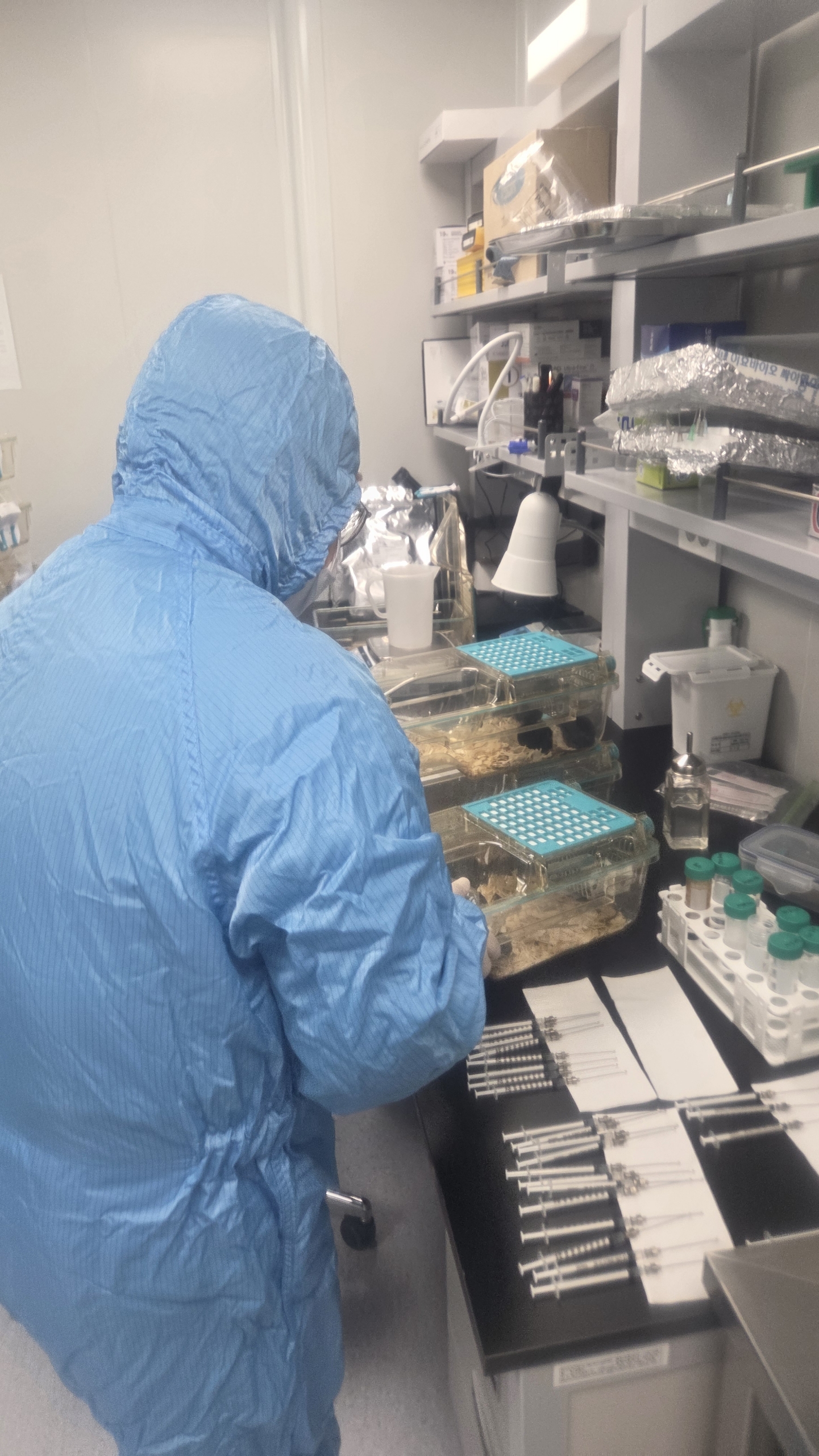 제주 메밀의 숨겨진 힘! 항비만·항산화·항염 효능 입증