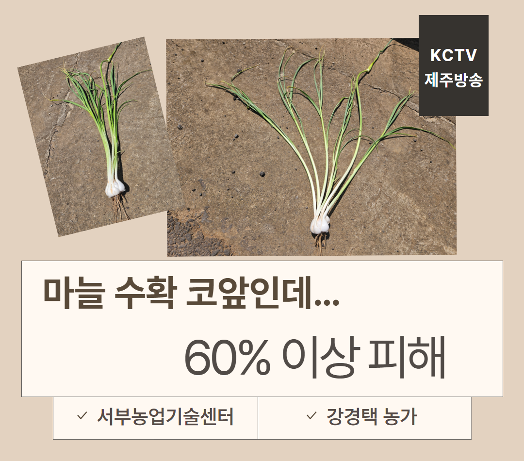 마늘 수확 코앞인데…60% 이상 피해