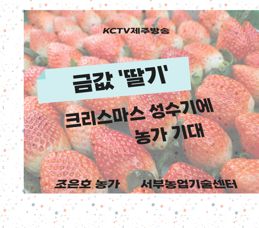 금값 '딸기'…크리스마스 성수기에 농가 기대