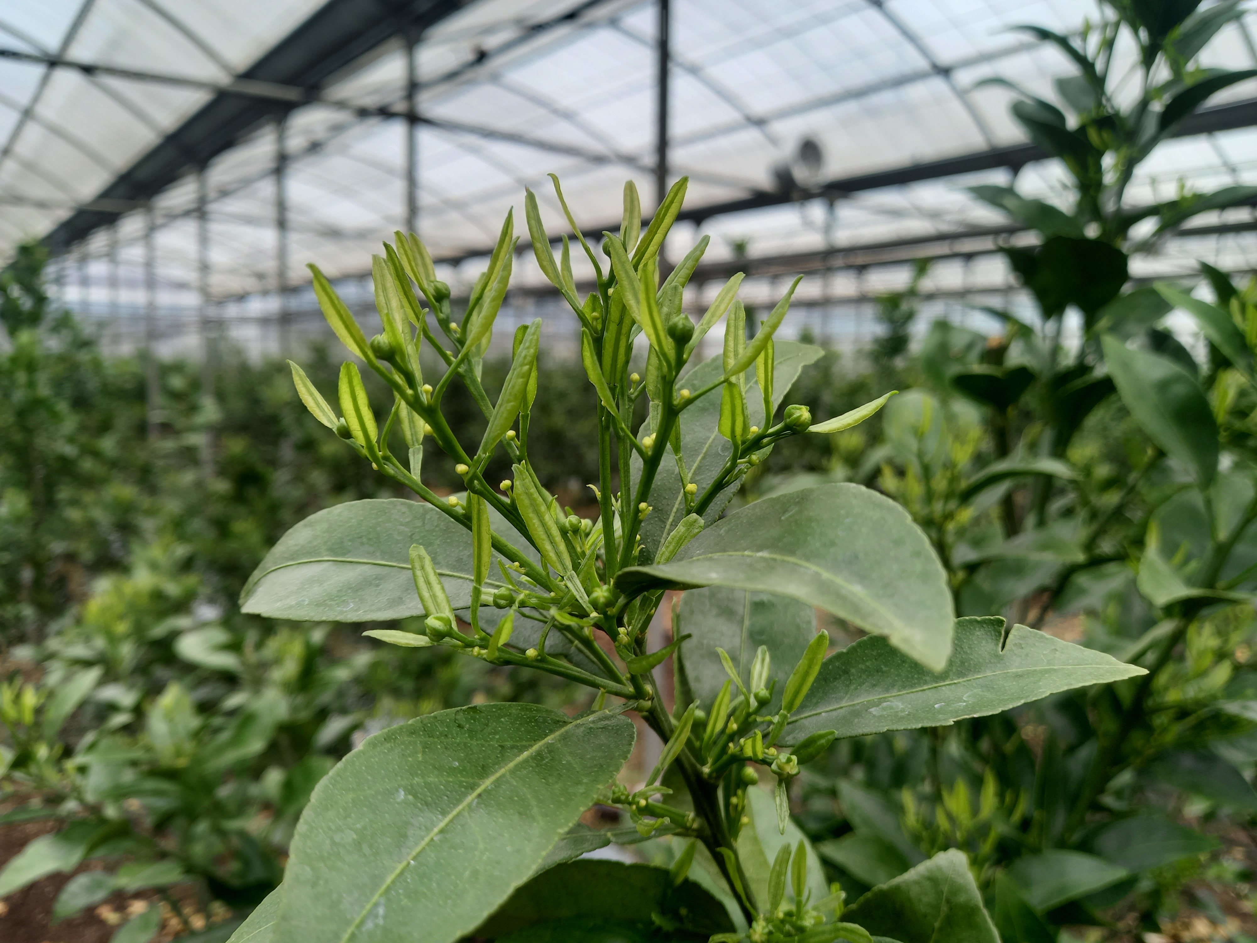 한라봉 총상유엽화 관련 문의