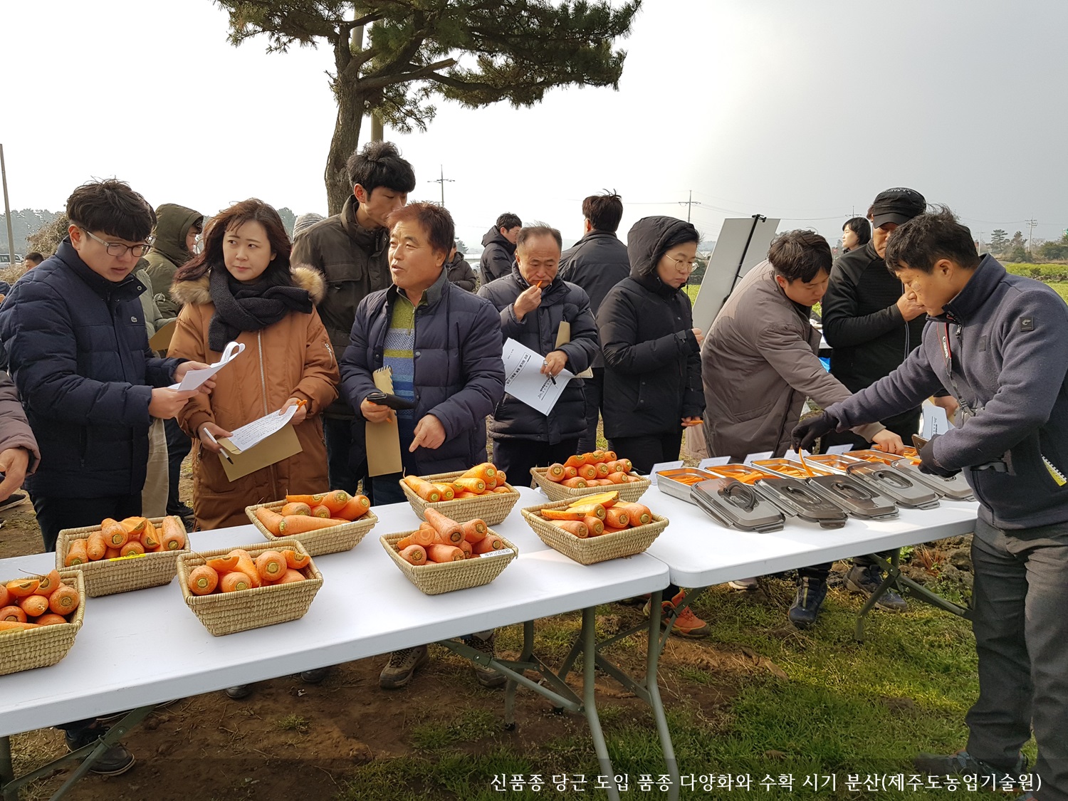 [보도자료] 신품종 당근 도입 품종 다양화와 수확 시기 분산