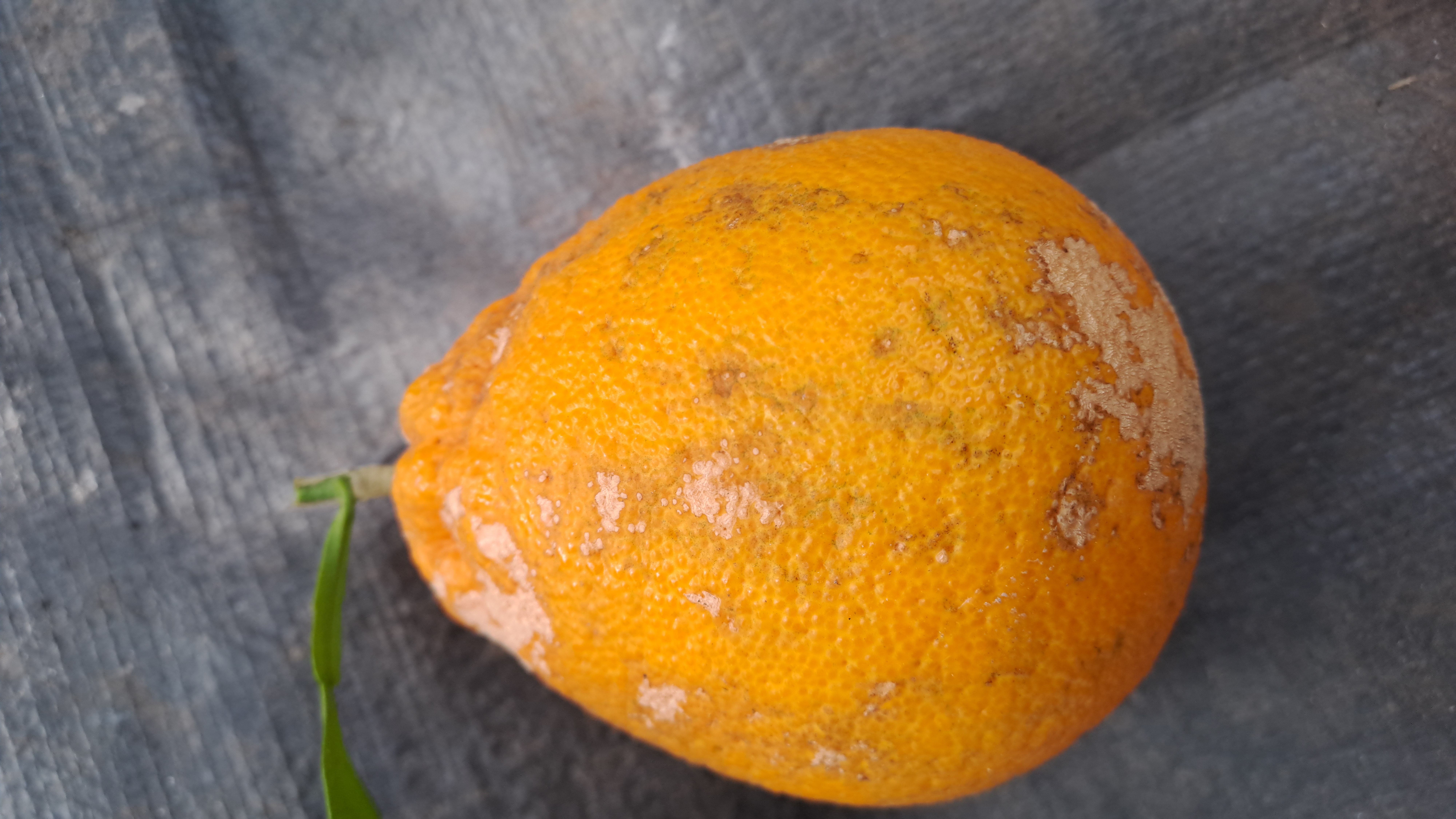 한라봉 과실피해