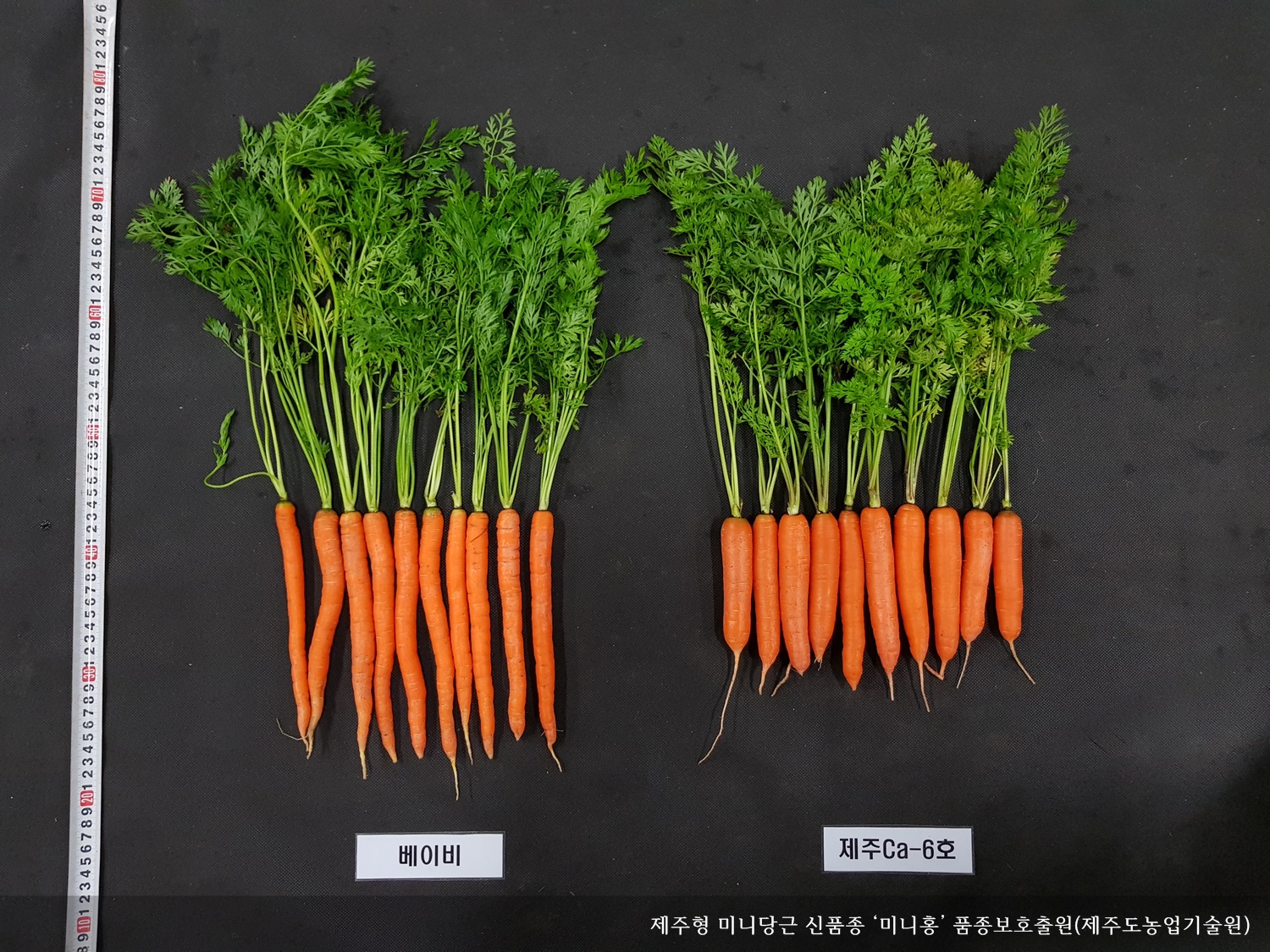 [보도자료] 제주형 미니당근 신품종 ‘미니홍’ 품종보호출원