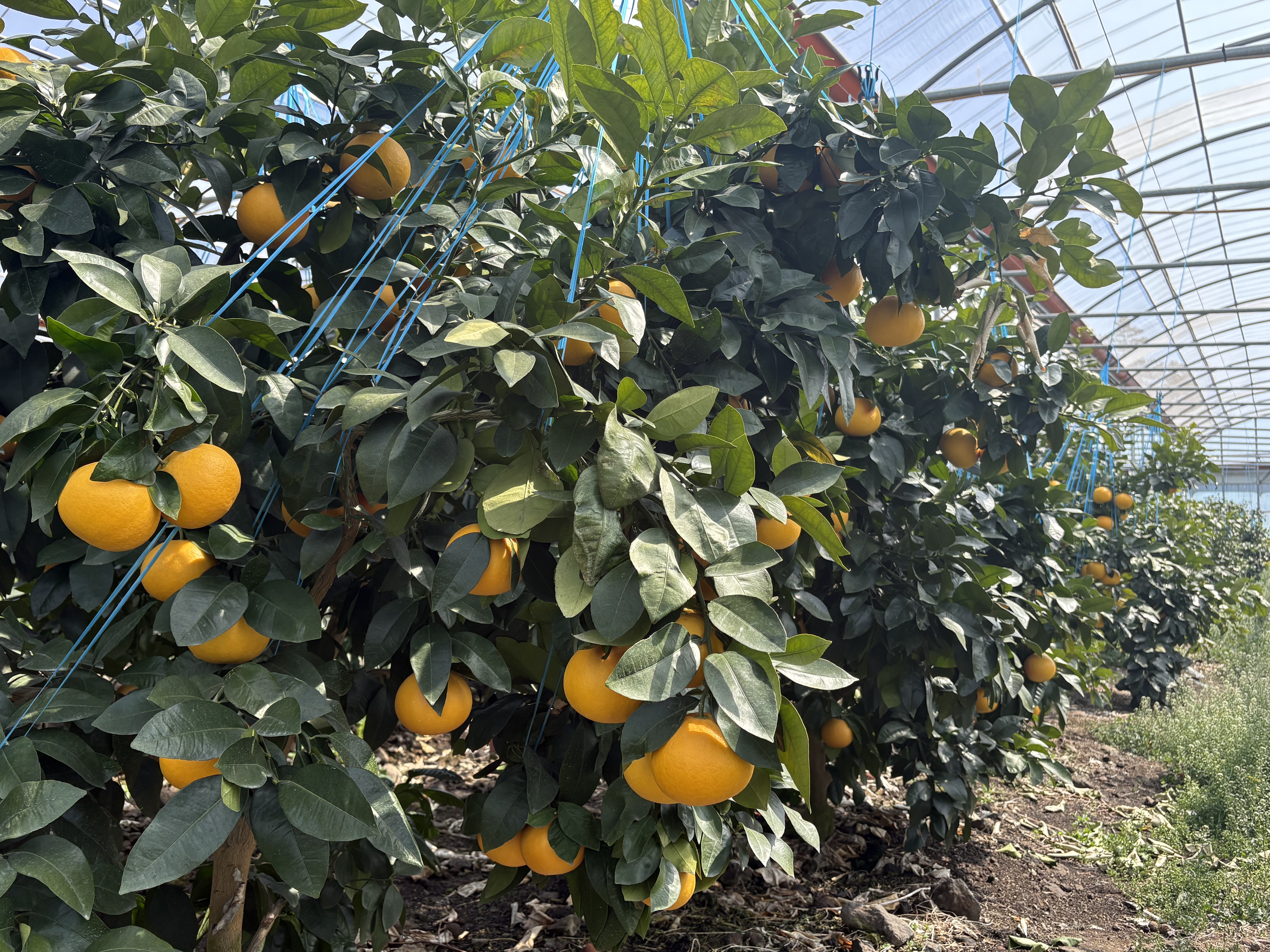 자몽 농약등록기간 단축, 재배농가 숨통 트인다