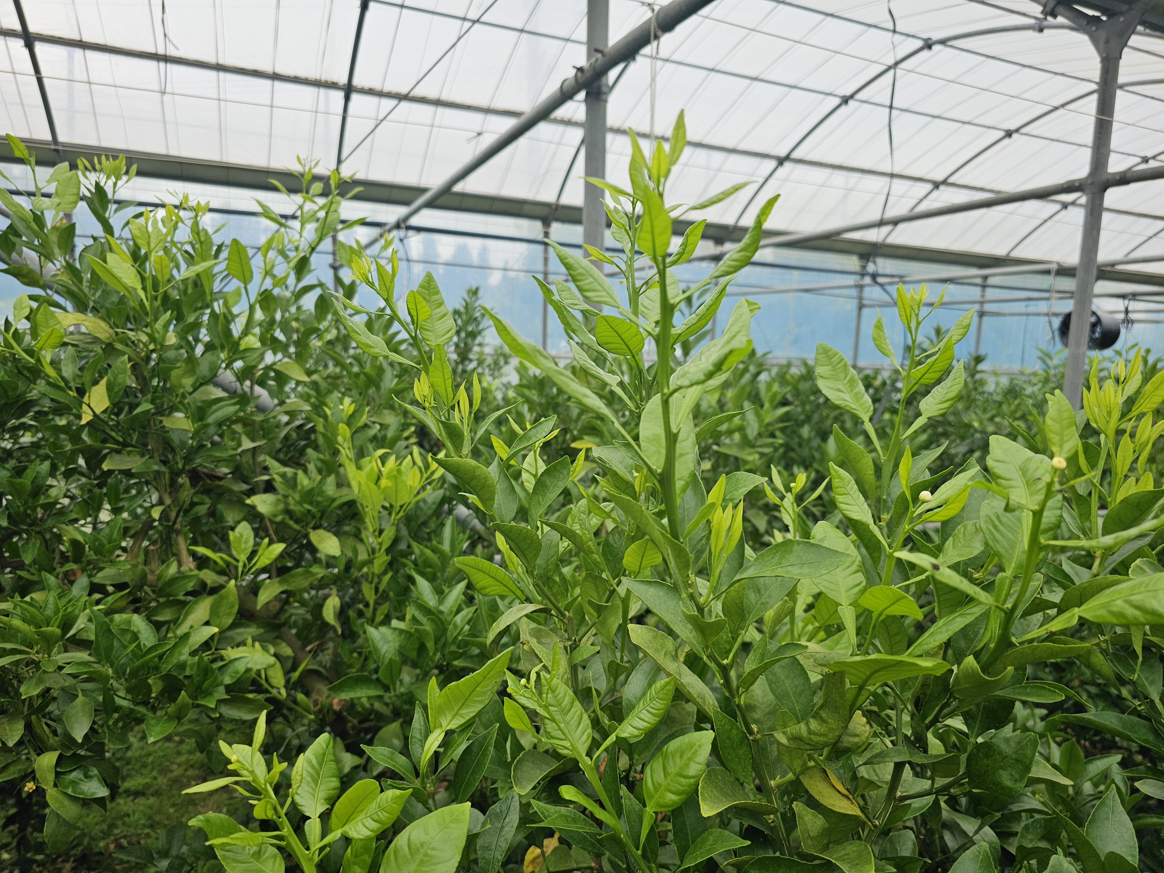 6월지(순)