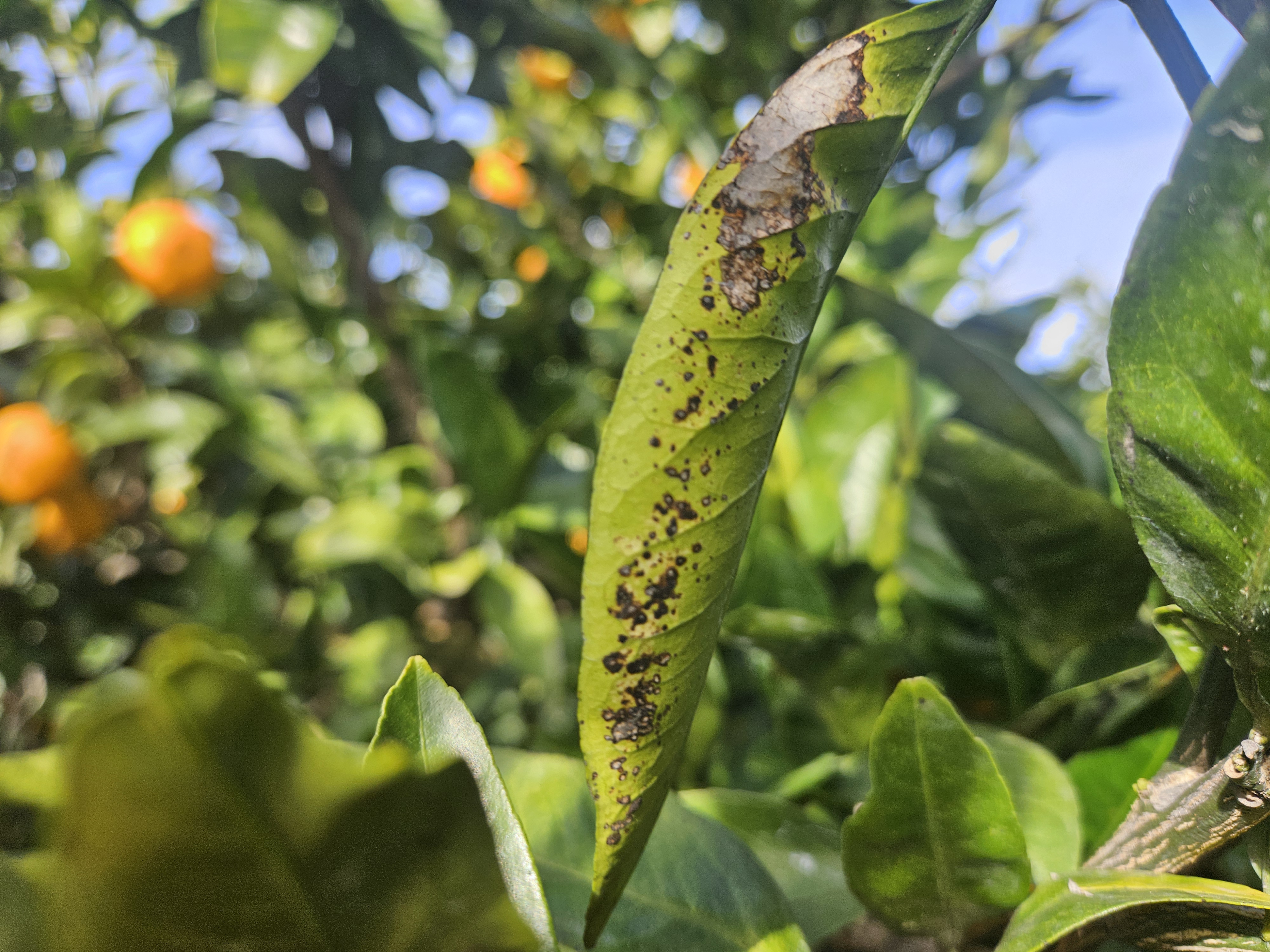 노지 감귤 병충해 문의