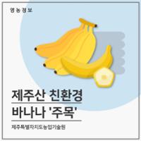 제주산 친환경 바나나 '주목'
