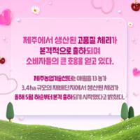 제주산 체리 출하 및 실증 결과 (2).jpg