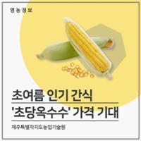 초여름 인기 간식 '초당옥수수' 기대