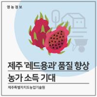 제주 '레드용과' 품질 향상 농가 소득 기대