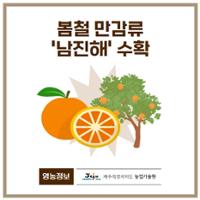 봄철 만감류 '남진해' 수확