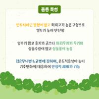 브로콜리 삼다그린 (3).jpg